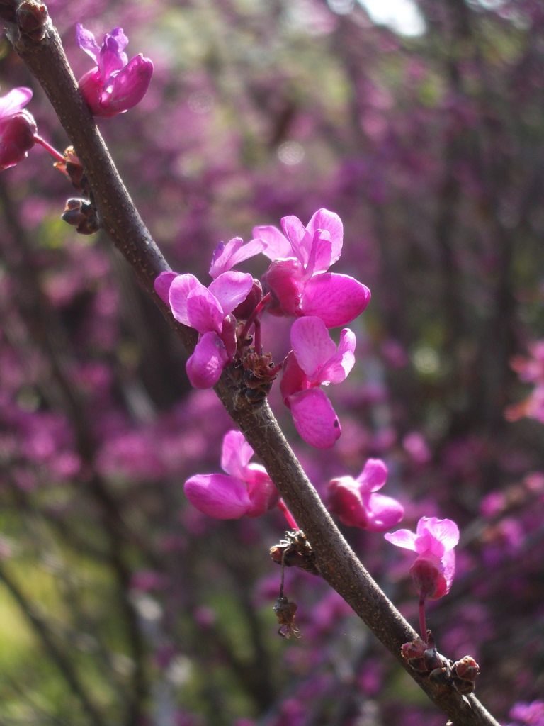 Western Redbud2 Tour It Now