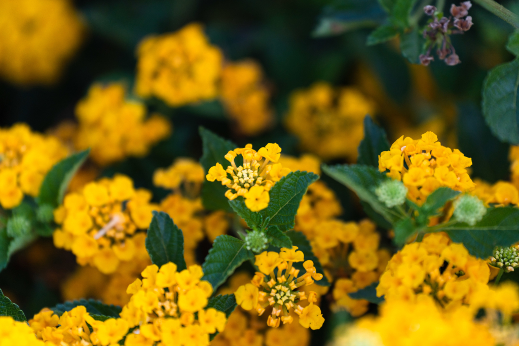 dwarf yellow lantana - Tour It Now